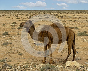 Arabian camel in the desert along a highway in Egypt.