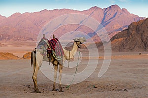 Arabian camel in desert . Sinai. Egypt