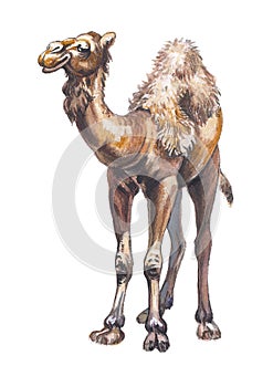 Arabian camel or Dromedary