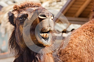 Arabian camel or Dromedary (Camelus dromedarius)