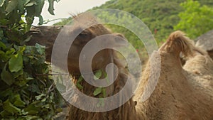 An Arabian camel eats the leaves of a tree. Zoo of Vietnam. Close-up of a camel's muzzle. The Arabian camel is