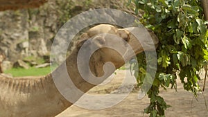 An Arabian camel eats the leaves of a tree. Zoo of Vietnam. Close-up of a camel's muzzle. The Arabian camel is