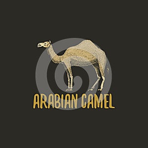 Arabian camel engraved hand drawn in old sketch style, vintage animals. logo or emblems, retro label and badge.