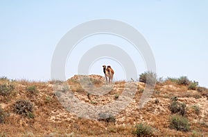 Arabian Camel graze at the Israeli Negev Desert.