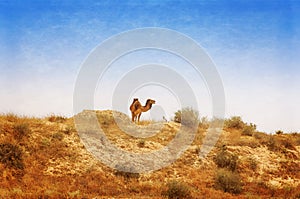 Arabian Camel graze at the Israeli Negev Desert.