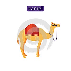 Arabian camel icons set.
