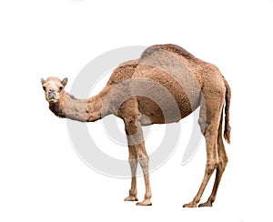 Arabian camel isolated on white background