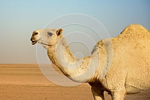 Arabian camel shot at shumaymah dunes in kuwait on 14th February 2020