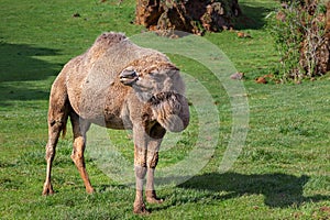 Arabian camel with a single hump on the back