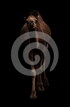 Arabian camel standing in the dark