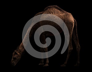 Arabian camel standing in the dark