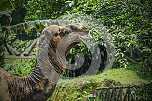 Arabian camel which has one hump.