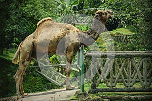 Arabian camel which has one hump.