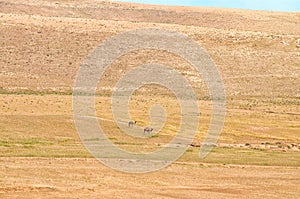 Arabian Camels.