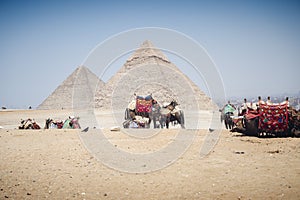 Arabian camels against the background of pyramids. Giza, Egypt.