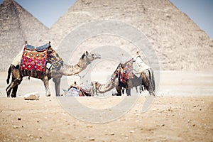 Arabian camels against the background of pyramids. Giza, Egypt.