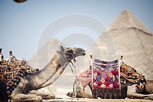 Arabian camels against the background of pyramids. Giza, Egypt.