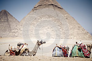 Arabian camels against the background of pyramids. Giza, Egypt.