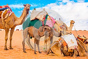 Arabian Camels caravan, gathered together in the red desert