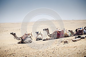 Arabian camels in the desert. Giza, Egypt.