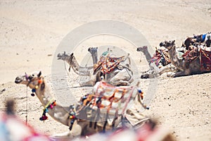 Arabian camels in the desert. Giza, Egypt.