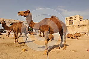 Arabian Camels in Doha Qatar. Middle East, Arabian Gulf. Domesticated Camel.