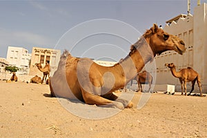 Arabian Camels in Doha Qatar. Middle East, Arabian Gulf. Domesticated Camel.