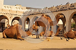Arabian Camels in Doha Qatar. Middle East, Arabian Gulf. Domesticated Camel.