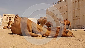 Arabian Camels in Doha Qatar. Middle East, Arabian Gulf. Domesticated Camel