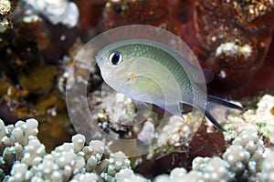 Arabian chromis (chromis flavaxilla) in the Red Sea.