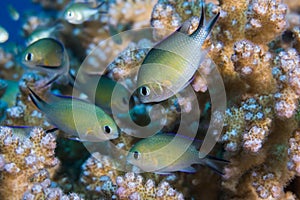 Arabian chromis little fish in hard coral