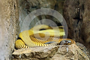 The Arabian cobra (Naja arabica) lying on a stone. photo