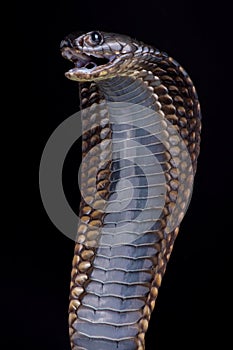 Arabian cobra Naja arabica photo