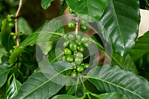 Arabian coffee beans Coffea arabica, green, growing on plant - Davie, Florida, USA