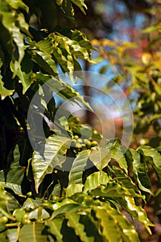 Arabian coffee branch in late summer close-up