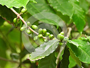 Arabian Coffee (Coffea arabica)