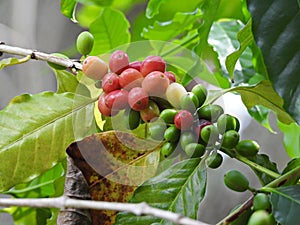 Arabian Coffee (Coffea arabica)