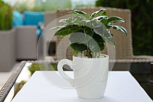 Arabian coffee Coffea arabica in a white cup on the table. Decorating tables in a restaurant