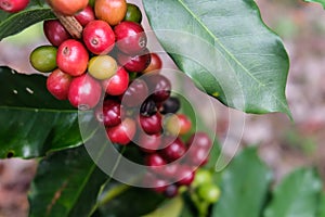 Arabian Coffee, coffee plant.