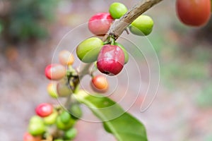 Arabian Coffee, coffee plant.