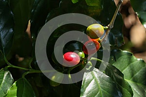 Arabian coffee tree at garden