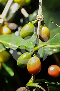 Arabian coffee tree at garden