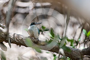 Arabian collared kingfisher Todiramphus chloris kalbaensis or white-collared kingfisher or mangrove kingfisher close up in Kalba