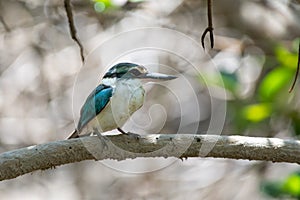 Arabian collared kingfisher Todiramphus chloris kalbaensis or white-collared kingfisher or mangrove kingfisher close up in Kalba