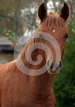 Arabian Colt