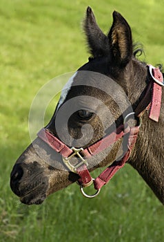 Arabian Colt Profile