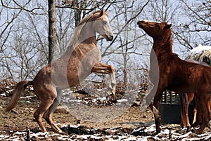 Arabian colts playing