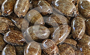 Arabian cowry sea shells