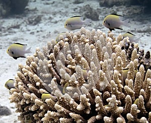 Arabian Damsels Pomacentrus arabicus