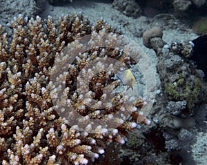 Arabian Damsels Pomacentrus arabicus in the Red Sea